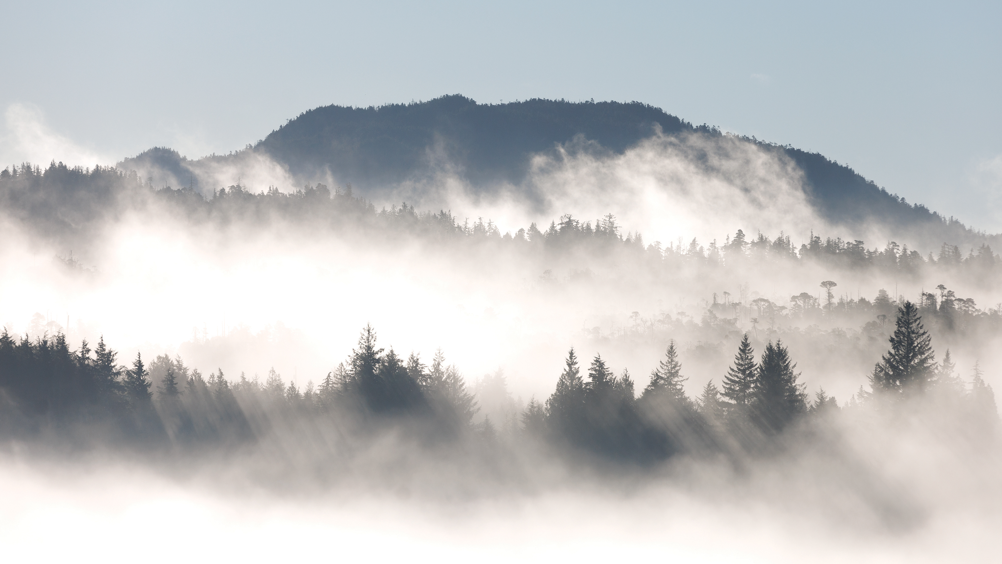 010Fog 3 CMYK
